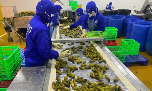 Kiến Tạo Giá Trị Nông Sản Việt Cùng Thực Phẩm GOC – Cơ Hội Nghề Nghiệp 2026 Tại AgJob.vn