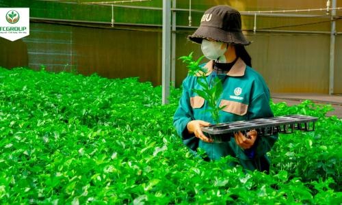 TCGroup Toàn Cầu Tìm Kiếm Cộng Sự 2026 – Ứng Tuyển Nhanh Qua AgJob.vn