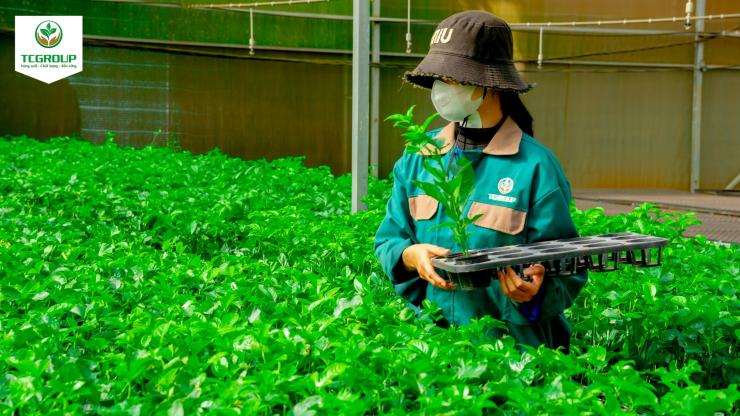 TCGroup Toàn Cầu Tìm Kiếm Cộng Sự 2026 – Ứng Tuyển Nhanh Qua AgJob.vn