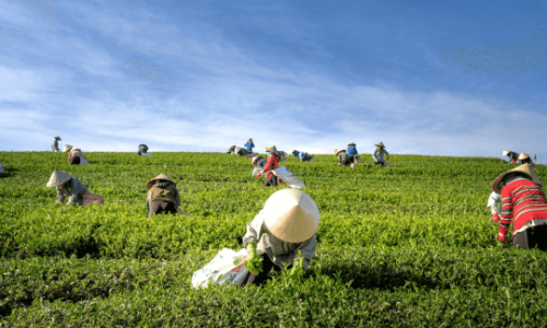 Nông Nghiệp Hoa Cương Tìm Kiếm Cộng Sự Đồng Hành 2026 – Đăng Tuyển Tại AgJob.vn