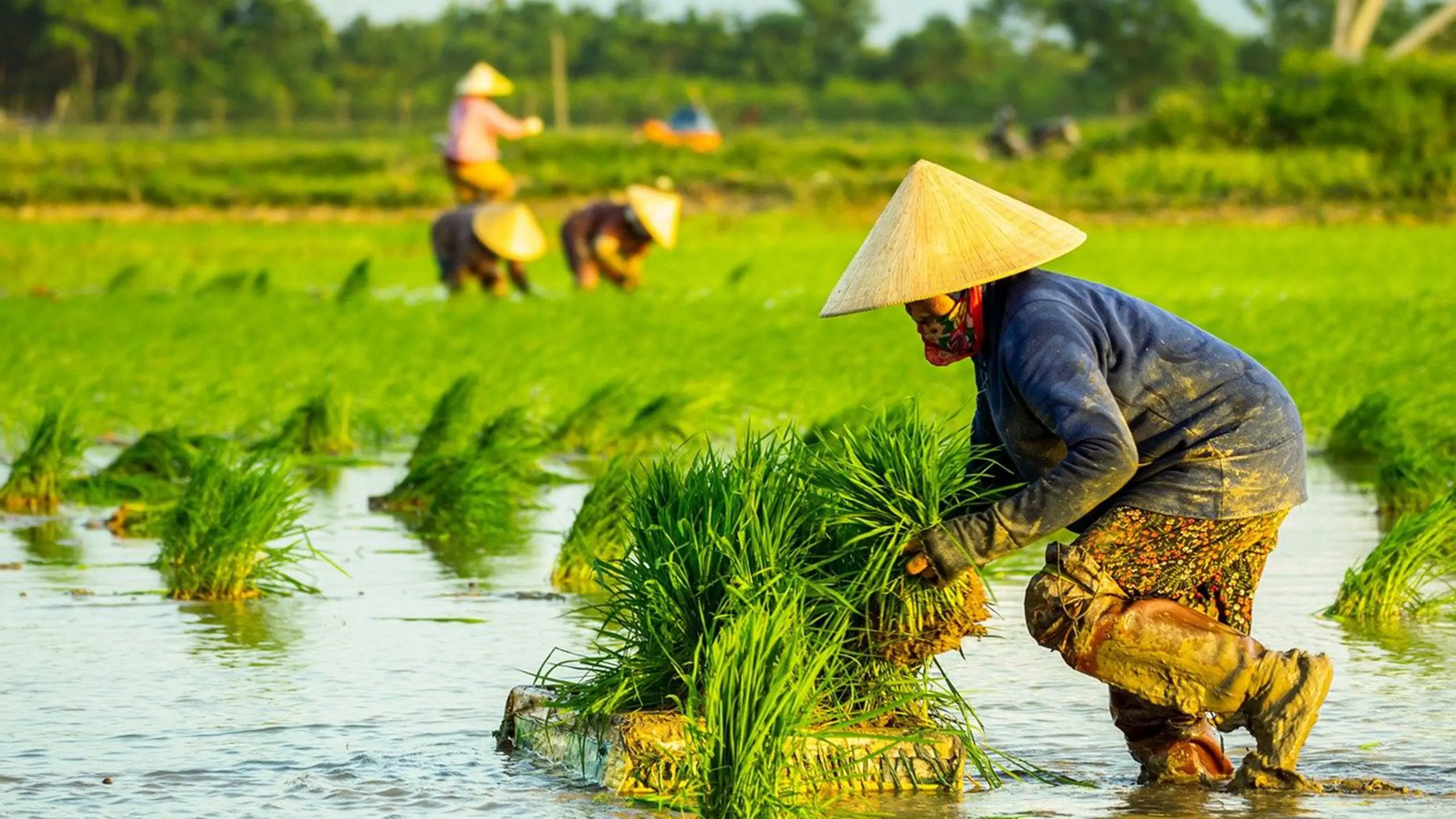 agriculture-9829293-1280-2560x1440.webp