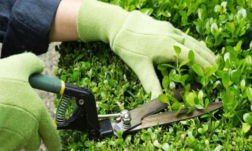 Cảnh quan Mộc Lan tuyển dụng 2026: Kiến tạo không gian xanh, bứt phá sự nghiệp bền vững