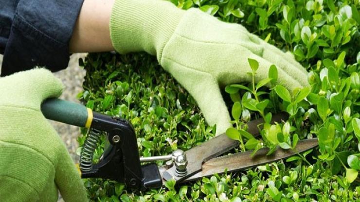 Cảnh quan Mộc Lan tuyển dụng 2026: Kiến tạo không gian xanh, bứt phá sự nghiệp bền vững