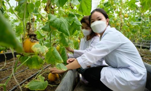 Học ngành Nông nghiệp ra làm gì? Cơ hội việc làm và mức lương mới nhất