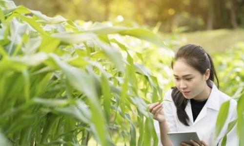 Gia Nhập Đội Ngũ Kỹ Thuật Cốt Cán Tại Nông Nghiệp Gia Viên: Cơ Hội Nghề Nghiệp 2026 Qua AgJob.vn