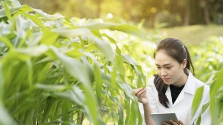 Gia Nhập Đội Ngũ Kỹ Thuật Cốt Cán Tại Nông Nghiệp Gia Viên: Cơ Hội Nghề Nghiệp 2026 Qua AgJob.vn