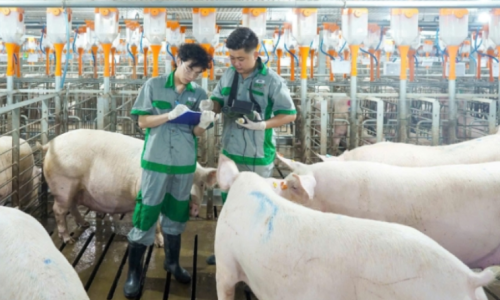 Xây Dựng Sự Nghiệp Bền Vững Cùng BaF Việt Nam – Ứng Tuyển Ngay Tại AgJob.vn