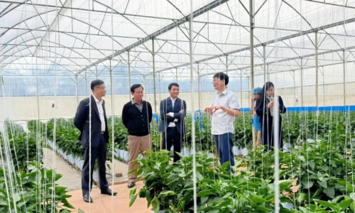 Việt Farm tuyển dụng 2026: Cơ hội nghề nghiệp tại thủ phủ nông nghiệp Đà Lạt