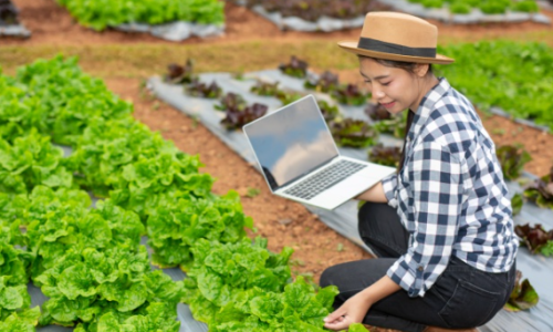 Tay ngang học Kinh tế/Kỹ thuật có làm được Nông nghiệp công nghệ cao?