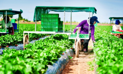 Xu hướng ly hương làm việc tại các farm và nhà máy tỉnh lẻ: Được và mất gì?