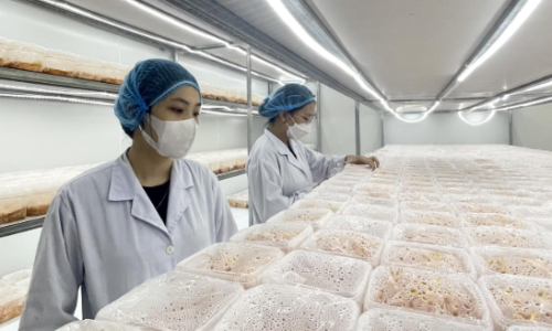 Chuyên viên QC/QA nhà máy chế biến thủy hải sản: Thu nhập ổn định và cơ hội thăng tiến cho dân kỹ thuật