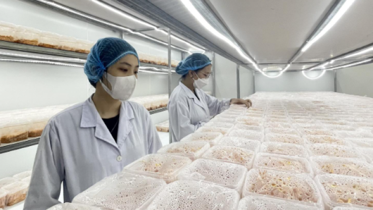 Chuyên viên QC/QA nhà máy chế biến thủy hải sản: Thu nhập ổn định và cơ hội thăng tiến cho dân kỹ thuật