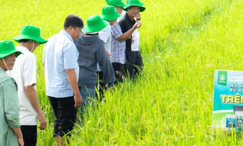 TTP Global tuyển dụng 2026: Cơ hội phát triển sự nghiệp cùng thương hiệu phân bón hữu cơ nhập khẩu Mỹ