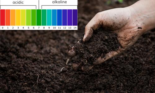 Cẩm Nang Chuyên Ngành: Tại Sao pH Đất Là Chìa Khóa Mở Túi Tiền Của Nhà Nông?