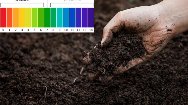 Cẩm Nang Chuyên Ngành: Tại Sao pH Đất Là Chìa Khóa Mở Túi Tiền Của Nhà Nông?