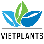 Vietplants Tuyển dụng