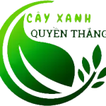Công ty Kiến Trúc Và Cảnh Quan Cây Xanh Quyền Thắng tuyển dụng