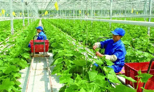 Việc làm ngành Vật tư Nông nghiệp 2026: Công ty XNK Nông Nghiệp Lion tuyển dụng
