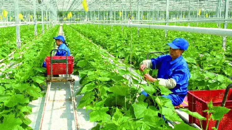 Việc làm ngành Vật tư Nông nghiệp 2026: Công ty XNK Nông Nghiệp Lion tuyển dụng
