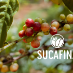 Công ty TNHH Sucafina Việt Nam tuyển dụng