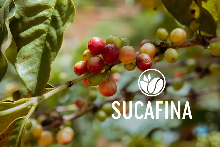 Công ty TNHH Sucafina Việt Nam tuyển dụng