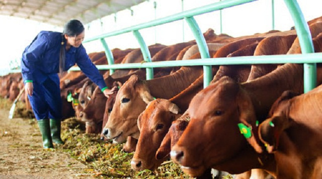 Quy mô sản xuất chăn nuôi ở nước ta còn nhỏ và chưa đồng loạt áp dụng vào công nghệ hiện đại